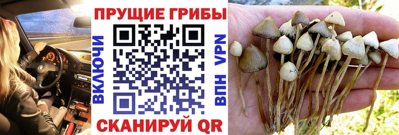 Галлюциногенные грибы GOLDEN TEACHER  Кингисепп 